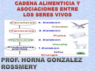 CADENA ALIMENTICIA Y  ASOCIACIONES ENTRE  LOS SERES VIVOS PROF. HORNA GONZALEZ ROSSMERY 