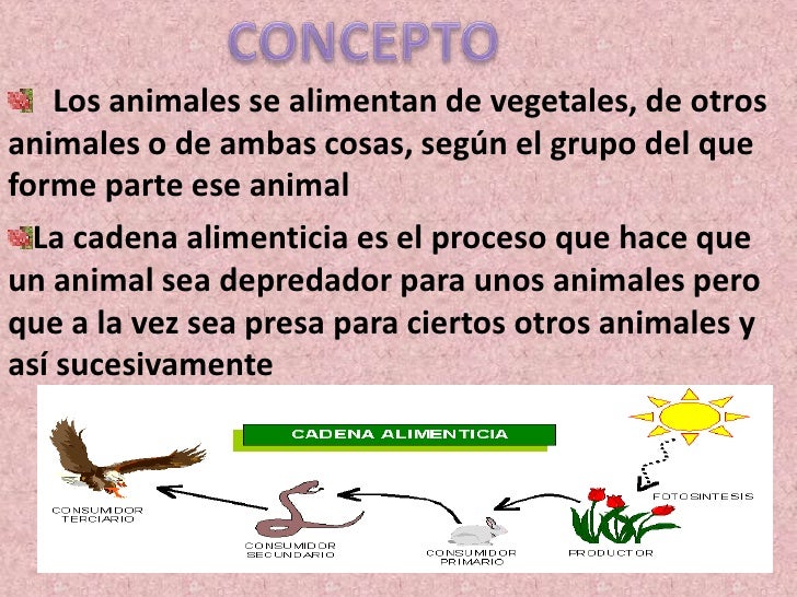 cadenas alimenticias concepto cadena alimenticia cadenas alimenticias concepto cadena alimenticia