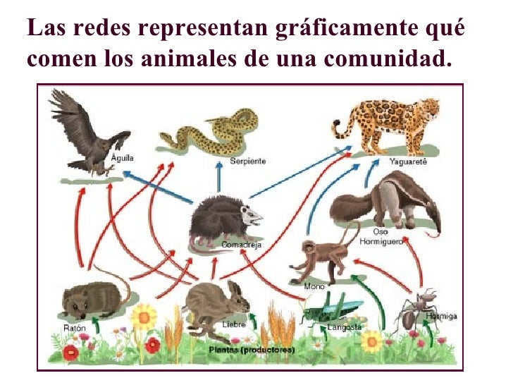 power point de cadenas y tramas alimentarias cadena alimenticia power point de cadenas y tramas alimentarias cadena alimenticia