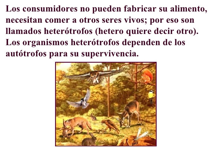 Como descubrirá las lombrices