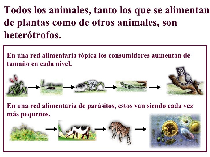 formar cadenas troficas cadena alimenticia formar cadenas troficas cadena alimenticia