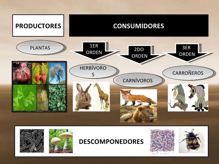 Cadena Alimenticia o Trófica