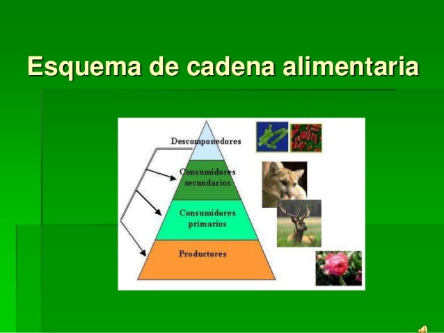 Cadena alimenticia Cadena alimenticia