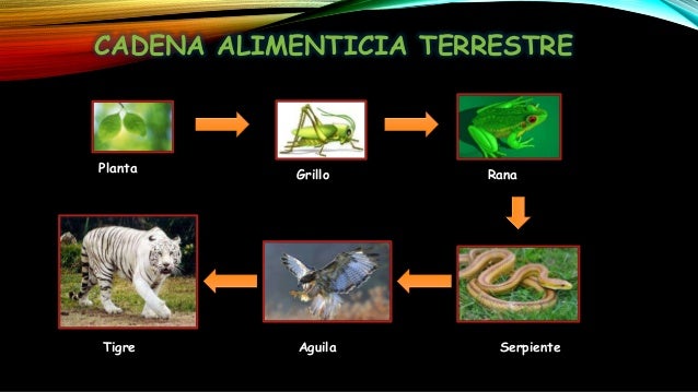 cadena alimenticia serpiente cadena alimenticia cadena alimenticia serpiente cadena alimenticia