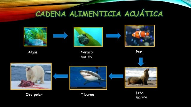 Resultado de imagen para cadena trofica acuatica algas