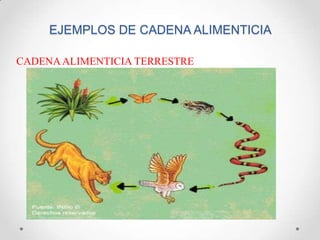 EJEMPLOS DE CADENA ALIMENTICIA
CADENAALIMENTICIA TERRESTRE
 
