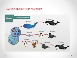 CADENAALIMENTICIAACUATICA
 