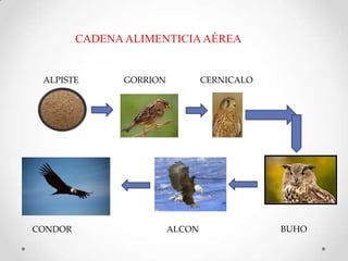 CADENAALIMENTICIAAÉREA
ALPISTE GORRION CERNICALO
CONDOR ALCON BUHO
 