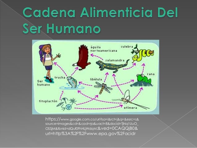 notes conversation english Alimenticia Cadena