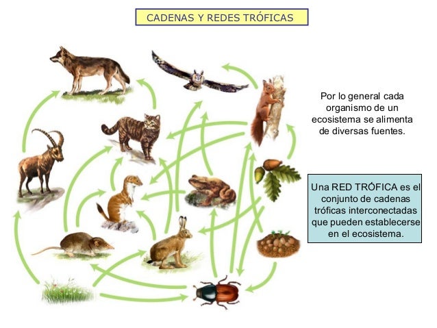 cadenas troficas de animales cadena alimenticia cadenas troficas de animales cadena alimenticia
