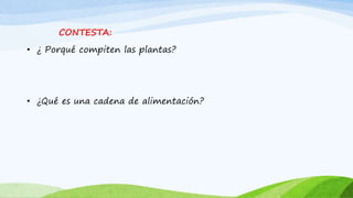 CONTESTA:
• ¿ Porqué compiten las plantas?
• ¿Qué es una cadena de alimentación?
 