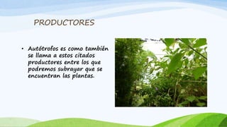 PRODUCTORES
• Autótrofos es como también
se llama a estos citados
productores entre los que
podremos subrayar que se
encuentran las plantas.
 