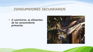 CONSUMIDORES SECUNDARIOS
• O carnívoros, se alimentan
de los consumidores
primarios.
 