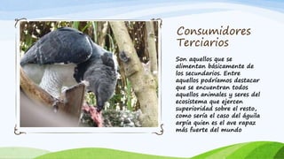 Consumidores
Terciarios
Son aquellos que se
alimentan básicamente de
los secundarios. Entre
aquellos podríamos destacar
que se encuentran todos
aquellos animales y seres del
ecosistema que ejercen
superioridad sobre el resto,
como sería el caso del águila
arpía quien es el ave rapaz
más fuerte del mundo
 