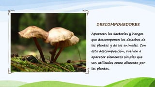 DESCOMPONEDORES
Aparecen las bacterias y hongos
que descomponen los desechos de
las plantas y de los animales. Con
esta descomposición, vuelven a
aparecer elementos simples que
son utilizados como alimento por
las plantas.
 