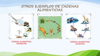 OTROS EJEMPLOS DE CADENAS
ALIMENTICIAS
CADENA ALIMENTICIA
TERRESTRE
CADENA ALIMENTICIA
ACUÁTICA
 
