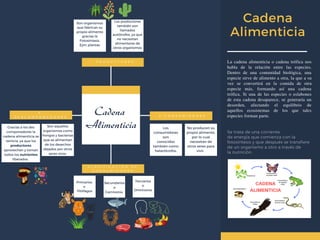 Cadena
Alimenticia
1 ° P R O D U C T O R E S
3 °
D E S C O M P O N E D O R E S 2 ° C O N S U M I D O R E S
C L A S I F I C A C I Ó N   D E
C O N S U M I D O R E S
Cadena 
Alimenticia 
Se trata de una corriente
de energía que comienza con la
fotosíntesis y que después se transfiere
de un organismo a otro a través de
la nutrición.
La cadena alimenticia o cadena trófica nos
habla de la relación entre las especies.
Dentro de una comunidad biológica, una
especie sirve de alimento a otra, la que a su
vez se convertirá en la comida de otra
especie más, formando así una cadena
trófica. Si una de las especies o eslabones
de esta cadena desaparece, se generaría un
desorden, afectando el equilibrio de
aquellos ecosistemas de los que tales
especies forman parte.
Strengths Weaknesses
Son organismos
que fabrican su
propio alimento
gracias la
Fotosíntesis.
Ejm: plantas
Los productores
también son
llamados
autótrofos, ya que
no necesitan
alimentarse de
otros organismos
.
New
position
New
responsi-
bilities
Primarios
o
Fitófagos
Secundarios
o
Carnívoros 
Terciarios
o
Omnivoros
Los
consumidores
son
conocidos
también como
heterótrofos.
No producen su
propio alimento,
por lo cual
necesitan de
otros seres para
vivir. 
Son aquellos
organismos como
hongos y bacterias
que se alimentan
de los desechos
dejados por otros
seres vivos.
Gracias a los des
componedores la
cadena alimenticia se
reinicia, ya que los
productores
aprovechan y toman
todos los nutrientes
liberados.
 