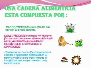 Una cadena alimenticia
esta compuesta por :
- PRODUCTORES (Plantas). Son los que
fabrican su propio alimento.

CONSUMIDORES (Animales y el Hombre).
Son los que consumen el alimento fabricado
por las Autótrofos, que pueden ser
HERBÍVOROS, CARNÍVOROS u
OMNÍVOROS.

- Finalmente actúan los Descomponedores
(Hongos y Bacterias) y descomponen la
materia orgánica para transformarla en
inorgánica cuando algún miembro de la
cadena muere.
 