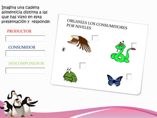Imagina una cadena
alimenticia distinta a las
que has visto en esta
presentación y responde:

  PRODUCTOR



   CONSUMIDOR



   DESCOMPONEDOR
 