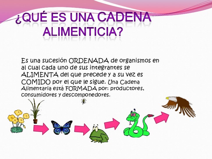 Cadena alimenticia ciencias