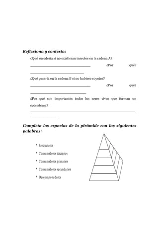 Reflexiona y contesta:
¿Qué sucedería si no existieran insectos en la cadena A?
____________________________ ¿Por qué?
_________________________
¿Qué pasaría en la cadena B si no hubiese coyotes?
____________________________ ¿Por qué?
__________________________
¿Por qué son importantes todos los seres vivos que forman un
ecosistema?
_________________________________________________
____________
Completa los espacios de la pirámide con las siguientes
palabras:
* Productores
* Consumidores terciarios
* Consumidores primarios
* Consumidores secundarios
* Descomponedores
 