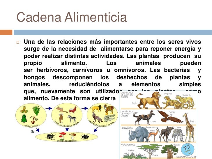 Cadena alimenticia y pirámides tróficas diferencia