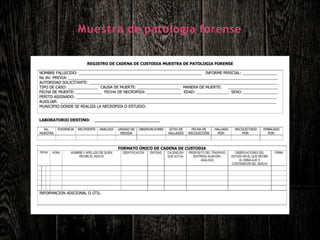 Muestra de patología forense
 