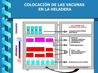   COLOCACIÓN DE LAS VACUNAS EN LA HELADERA   