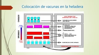 Colocación de vacunas en la heladera
 