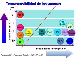 Termosensibilidad de las vacunas
Thermostability of vaccines: Galazka, WHO/VAB/98.07
Sensibilidadalcalor
30
14
7
2 Polio
Días
a 37 ºC
DTP
Hep BTT,Td
Hib
líquida
BCG
IPV
JE
Fiebre
amarilla
Sarampión
Hib
liofilizada
Pen/li
Sensibilidad a la congelación
DTP-HB Rotavirus
 