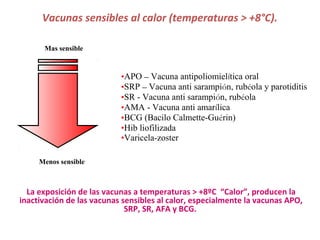 Vacunas sensibles al calor (temperaturas > +8°C).
La exposición de las vacunas a temperaturas > +8ºC “Calor”, producen la
inactivación de las vacunas sensibles al calor, especialmente la vacunas APO,
SRP, SR, AFA y BCG.
Mas sensible
•APO – Vacuna antipoliomielítica oral
•SRP – Vacuna anti sarampión, rubéola y parotiditis
•SR - Vacuna anti sarampión, rubéola
•AMA - Vacuna anti amarílica
•BCG (Bacilo Calmette-Guérin)
•Hib liofilizada
•Varicela-zoster
Menos sensible
 