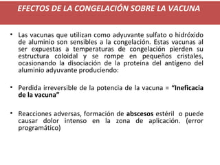 EFECTOS DE LA CONGELACIÓN SOBRE LA VACUNA
• Las vacunas que utilizan como adyuvante sulfato o hidróxido
de aluminio son sensibles a la congelación. Estas vacunas al
ser expuestas a temperaturas de congelación pierden su
estructura coloidal y se rompe en pequeños cristales,
ocasionando la disociación de la proteína del antígeno del
aluminio adyuvante produciendo:
• Perdida irreversible de la potencia de la vacuna = “Ineficacia
de la vacuna”
• Reacciones adversas, formación de abscesos estéril o puede
causar dolor intenso en la zona de aplicación. (error
programático)
 