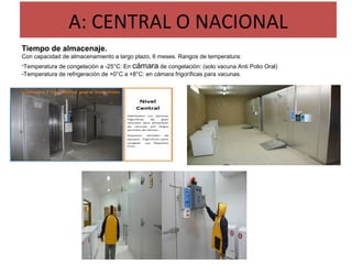 A: CENTRAL O NACIONAL
Tiempo de almacenaje.
Con capacidad de almacenamiento a largo plazo, 6 meses. Rangos de temperatura:
-Temperatura de congelación a -25°C: En cámara de congelación: (solo vacuna Anti Polio Oral)
-Temperatura de refrigeración de +0°C a +8°C: en cámara frigoríficas para vacunas.
 