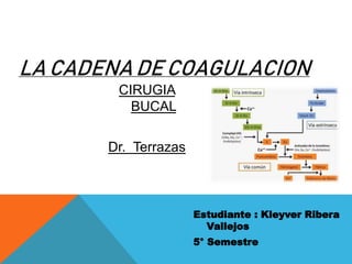 CIRUGIA
BUCAL
Dr. Terrazas
Estudiante : Kleyver Ribera
Vallejos
5° Semestre
LA CADENA DE COAGULACION
 
