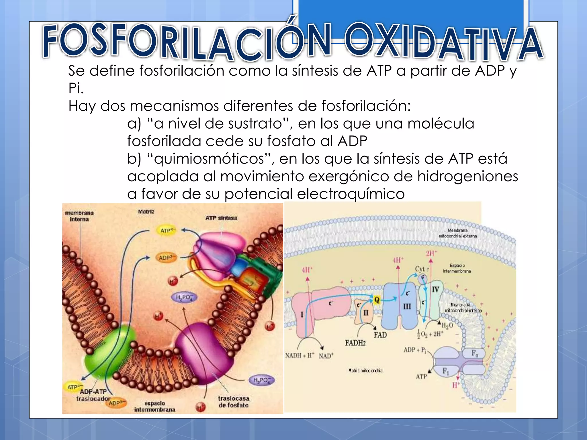 Cadena de transporte de electrones PPT