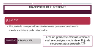 TRANSPORTE DE ELECTRONES
¿Qué es?
• Una serie de transportadores de electrones que se encuentra en la
membrana interna de la mitocondria
• Producir ATP.FINALIDAD
Crea un gradiente electroquímico el
cual se consigue mediante el flujo de
electrones para producir ATP