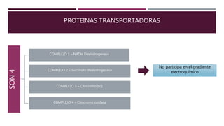 PROTEINAS TRANSPORTADORAS
SON4
COMPLEJO 1 – NADH Deshidrogenasa
COMPLEJO 2 – Succinato deshidrogenasa
COMPLEJO 3 – Citocromo bc1
COMPLEJO 4 – Citocromo oxidasa
No participa en el gradiente
electroquímico