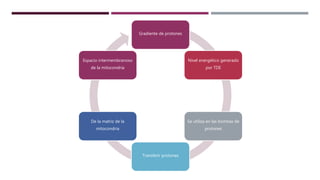 Gradiente de protones
Nivel energético generado
por TDE
Se utiliza en las bombas de
protones
Transferir protones
De la matriz de la
mitocondria
Espacio intermembranoso
de la mitocondria