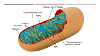 Cadena de transporte de electrones - Bioquímica