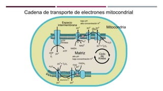 Cadena de transporte de electrones - Bioquímica