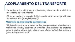 ACOPLAMIENTO DEL TRANSPORTE
Ya sabiendo los sitios de acoplamiento, ahora se debe definir el
mecanismo de acoplamiento
Cómo se traduce la energía del transporte de e- a energía útil para
fosforilar el ADP (energía química)?
Mecanismo de acoplamiento quimiosmótico
“El flujo de electrones a través de los transportadores situados en la
membrana interna, ocasiona un bombeo unidireccional de protones
desde la matriz mitocondrial interna hacia el otro lado de la membrana
(espacio intermembrana)”
 