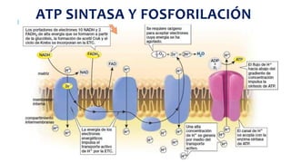 ATP SINTASA Y FOSFORILACIÓN
 