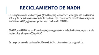 RECICLAMIENTO DE NADH
Los organismos autótrofos (fotótrofos) absorben energía de radiación
solar y la desvían a través de la cadena de transporte de electrones para
sintetizar ATP y generar potencial reducido NADPH
El ATP y NADPH se utilizan luego para generar carbohidratos, a partir de
moléculas simples CO2 y H2O
Es un proceso de carboxilación oxidativa de sustratos orgánicos
 