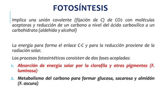 FOTOSÍNTESIS
Implica una unión covalente (fijación de C) de CO2 con moléculas
aceptoras y reducción de un carbono a nivel del ácido carboxílico a un
carbohidrato (aldehído y alcohol)
La energía para forma el enlace C-C y para la reducción proviene de la
radiación solar.
Los procesos fotosintéticos consisten de dos fases acopladas:
1. Absorción de energía solar por la clorofila y otros pigmentos (F.
luminosa)
2. Metabolismo del carbono para formar glucosa, sacarosa y almidón
(F. oscura)
 