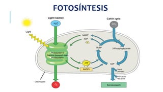 FOTOSÍNTESIS
O2
CO2
H2O
Light
Light reaction Calvin cycle
NADP+
ADP
ATP
NADPH
+ P 1
RuBP 3-Phosphoglycerate
Amino acids
Fatty acids
Starch
(storage)
Sucrose (export)
G3P
Photosystem II
Electron transport chain
Photosystem I
Chloroplast
 