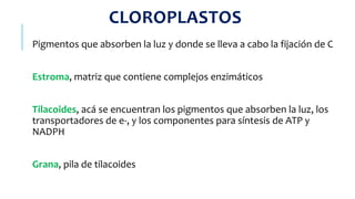 CLOROPLASTOS
Pigmentos que absorben la luz y donde se lleva a cabo la fijación de C
Estroma, matriz que contiene complejos enzimáticos
Tilacoides, acá se encuentran los pigmentos que absorben la luz, los
transportadores de e-, y los componentes para síntesis de ATP y
NADPH
Grana, pila de tilacoides
 