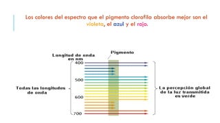 Los colores del espectro que el pigmento clorofila absorbe mejor son el
violeta, el azul y el rojo.
 