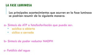 LA FASE LUMINOSA
Los principales acontecimientos que ocurren en la fase luminosa
se podrían resumir de la siguiente manera:
a- Síntesis de ATP o fotofosforilación que puede ser:
 acíclica o abierta
 cíclica o cerrada
b- Síntesis de poder reductor NADPH
c- Fotólisis del agua
 