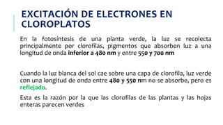 EXCITACIÓN DE ELECTRONES EN
CLOROPLATOS
En la fotosíntesis de una planta verde, la luz se recolecta
principalmente por clorofilas, pigmentos que absorben luz a una
longitud de onda inferior a 480 nm y entre 550 y 700 nm
Cuando la luz blanca del sol cae sobre una capa de clorofila, luz verde
con una longitud de onda entre 480 y 550 nm no se absorbe, pero es
reflejado.
Esta es la razón por la que las clorofilas de las plantas y las hojas
enteras parecen verdes
 