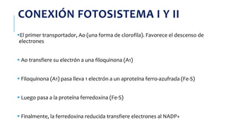 CONEXIÓN FOTOSISTEMA I Y II
El primer transportador, Ao (una forma de clorofila). Favorece el descenso de
electrones
 Ao transfiere su electrón a una filoquinona (A1)
 Filoquinona (A1) pasa lleva 1 electrón a un aproteína ferro-azufrada (Fe-S)
 Luego pasa a la proteína ferredoxina (Fe-S)
 Finalmente, la ferredoxina reducida transfiere electrones al NADP+
 